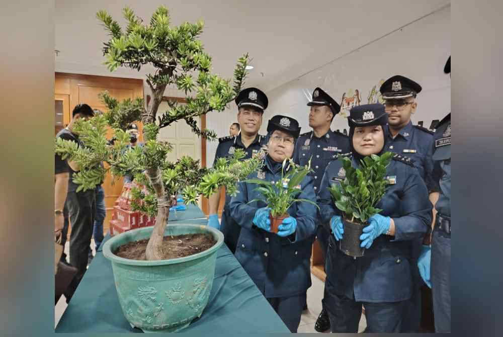 Norlela (kiri) menunjukkan antara pokok hiasan yang dirampas JKDM di Pelabuhan Utara, Klang, 6 Jun lalu.