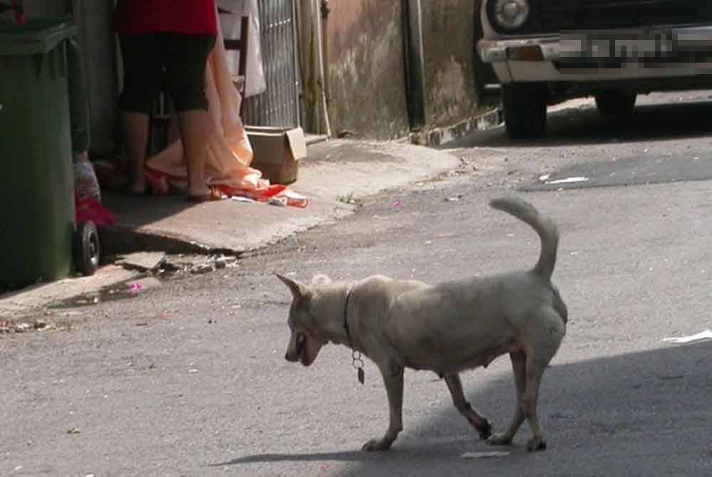 MPKj merekodkan tangkapan sebanyak 956 ekor anjing liar dalam tempoh Januari sehingga Disember tahun lalu. Gambar hiasan