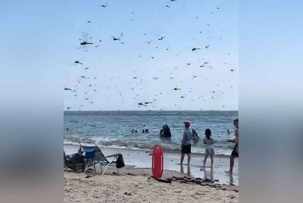 Ribuan pepatung melintas di sebuah pantai peranginan di Westerly, Rhode Island, Amerika Syarikat baru-baru ini. Agensi