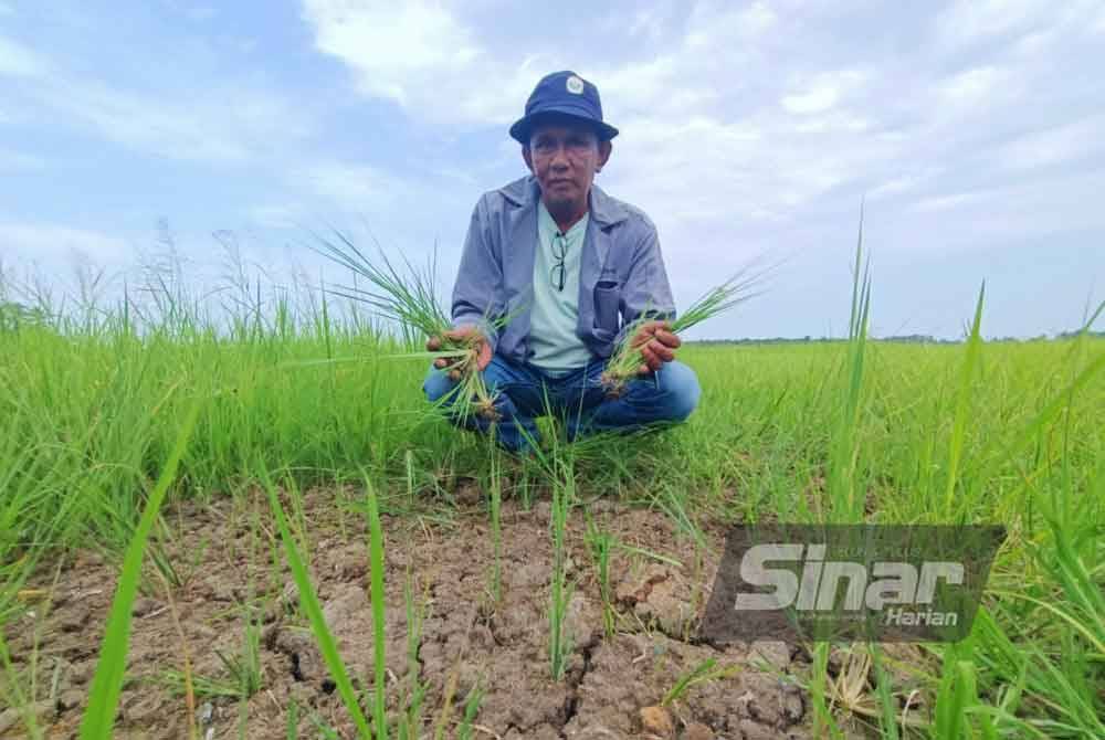 Azhar menunjukkan keadaan sawah padi yang kering mengakibatkan banyak rumput tumbuh berbanding pokok padi.