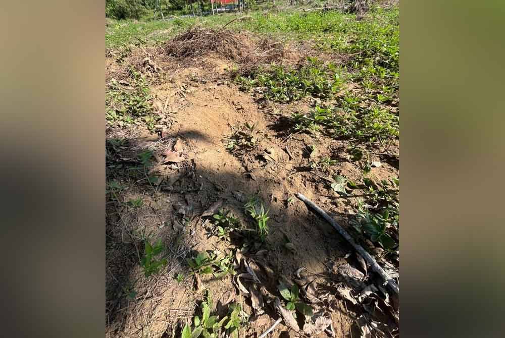 Kesan tapak kaki gajah kelihatan di lokasi mangsa yang ditemui dalam keadaan tidak sedarkan diri. Foto PDRM