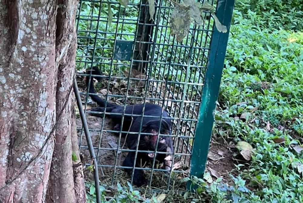 Seekor lagi harimau kumbang masuk perangkap di Ladang Jalong, Sungai Siput pada Sabtu. Foto: Perhilitan Perak