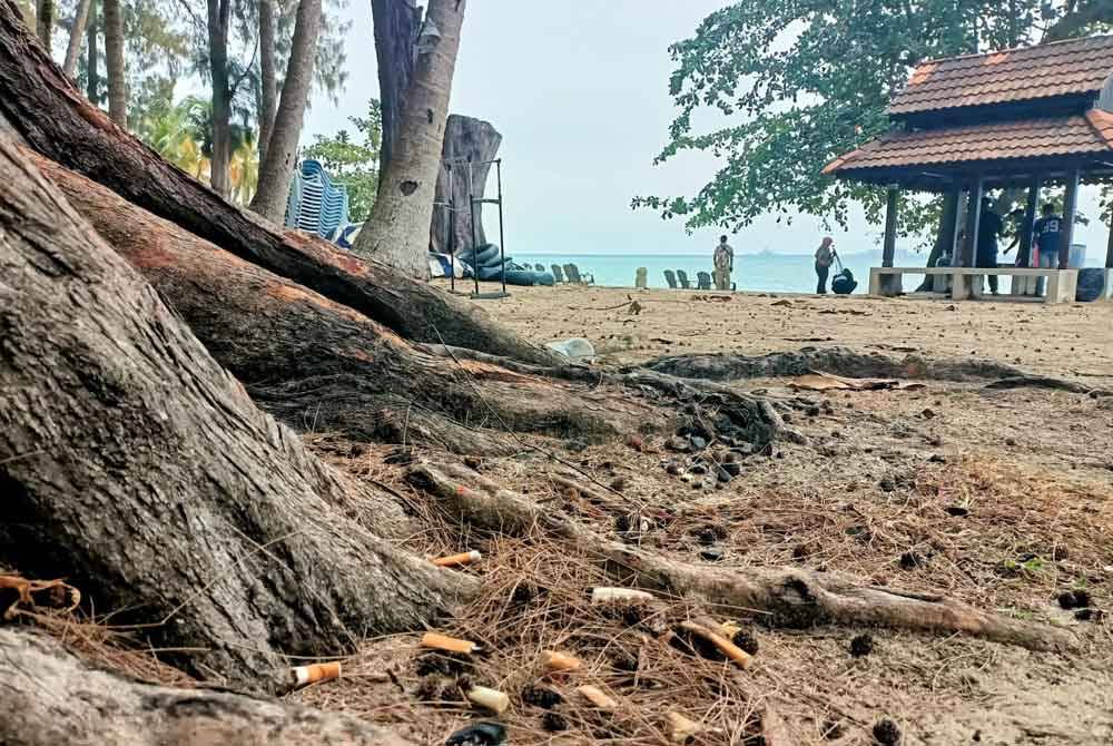 Putung rokok dibuang di celahan akar pokok semasa tinjauan Sinar Harian di Pantai Teluk Batik.