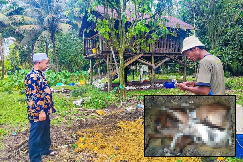 Kambing yang mati secara berperingkat sejak Rabu lalu segera ditanam di kawasan sesuai agar ia tidak membusuk. - Foto: Facebook Ghazali Sulaiman