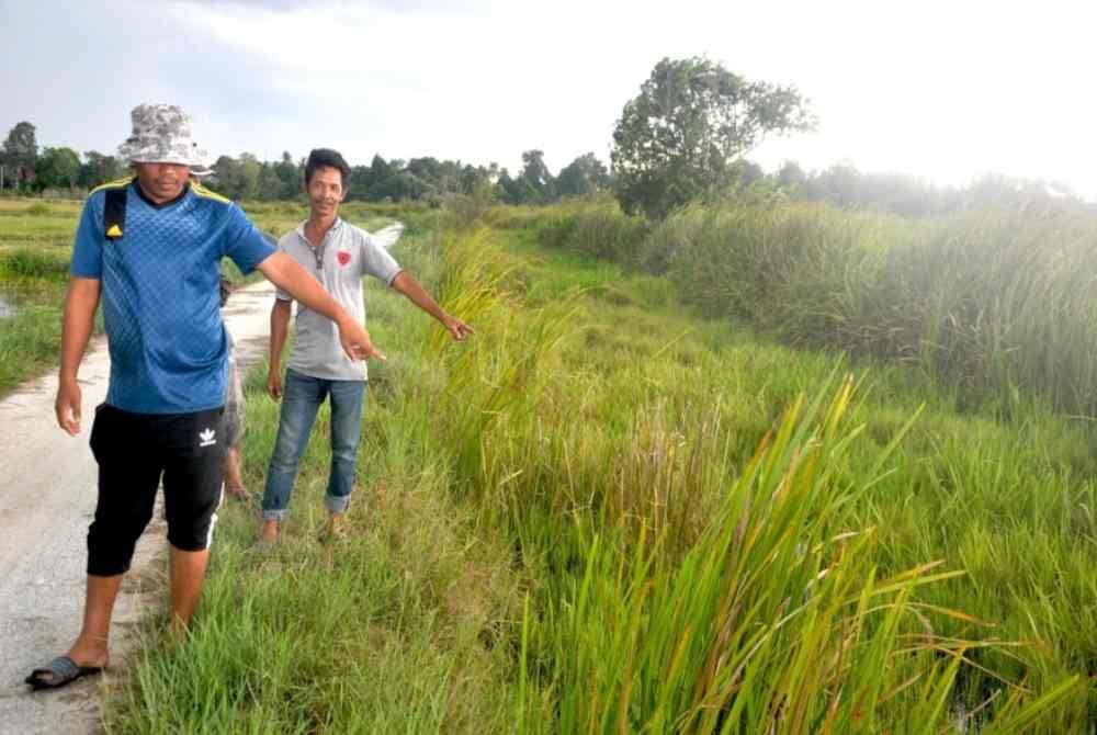 Jusoh (kanan) menunjukkan parit buang air di kawasan sawah mereka yang tersumbat. Foto Bernama