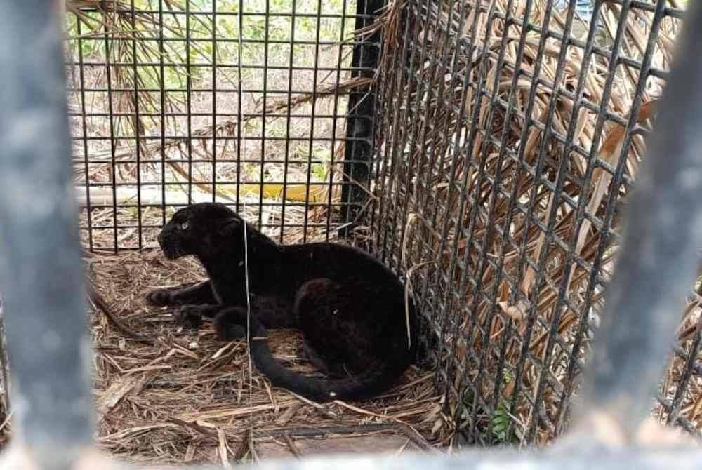 Harimau kumbang betina masuk dalam perangkap yang dipasang sejak Khamis lepas. Foto Perhilitan Terengganu