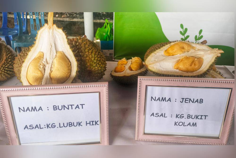 Antara yang mengambil bahagian dalam pertandingan durian kampung premium di Lipis pada tahun ini.