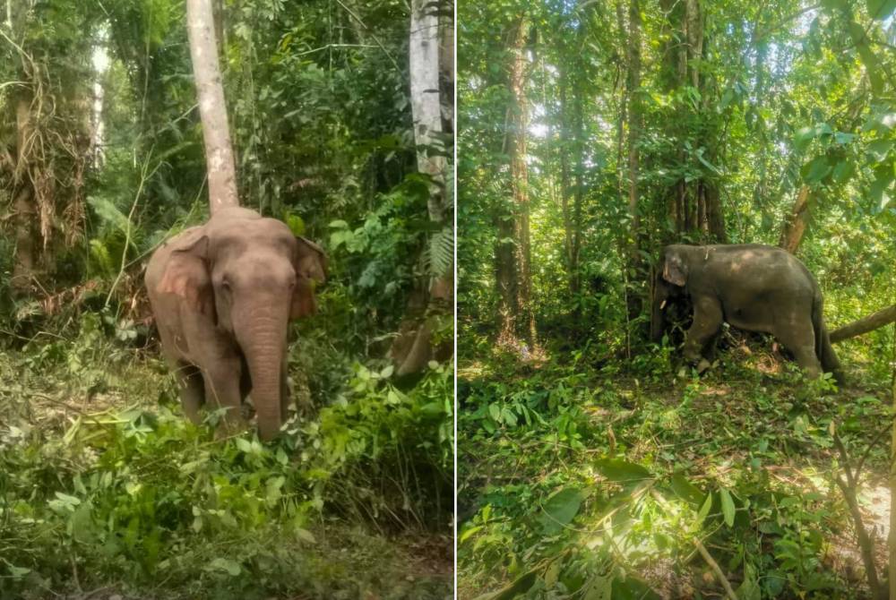 Gajah liar jantan yang ditahan di Jeli. Foto ihsan Perhilitan