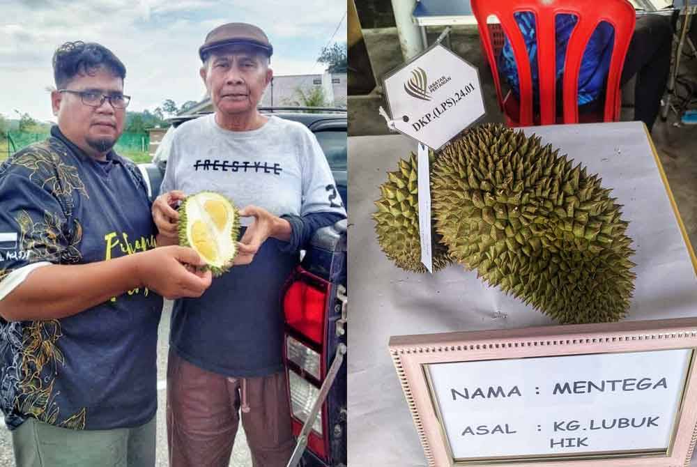 Jamaluddin (kanan) bersama durian mentega miliknya yang dinobatkan selaku juara Pertandingan Durian Kampung Premium Daerah Lipis 2024. Gambar kanan: Durian mentega milik Jamaluddin dinobatkan selaku juara Pertandingan Durian Kampung Premium Daerah Lipis 2024.