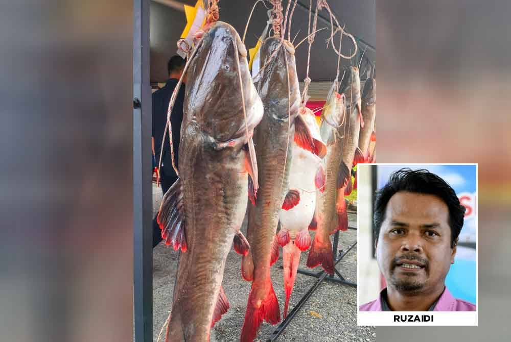 Ikan baung ekor merah yang menjejaskan ekosistem perairan negara berasal dari Sungai Mekong, Vietnam. - Gambar hiasan