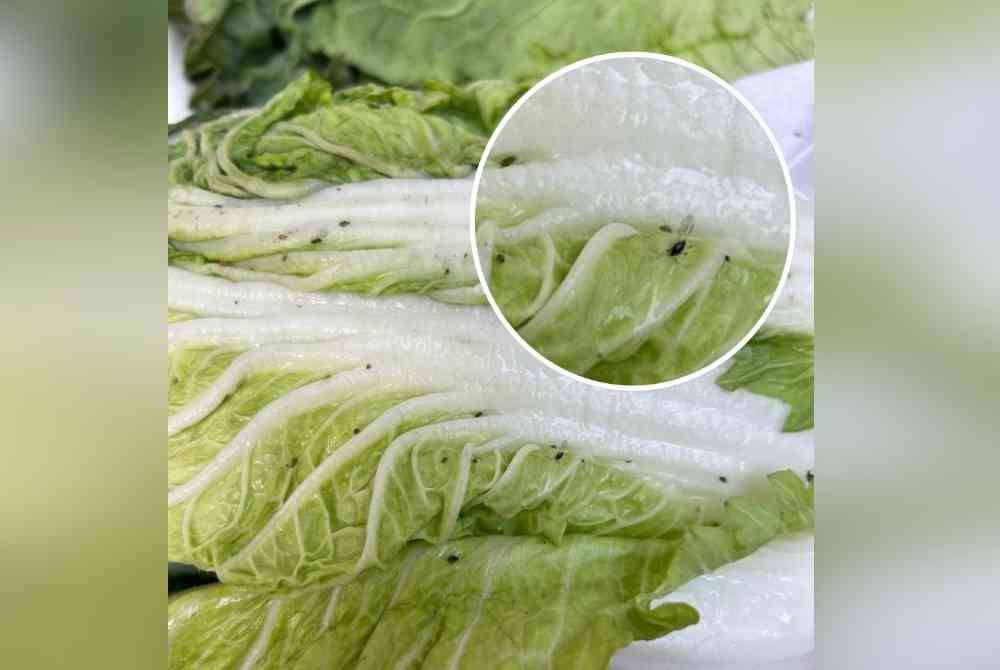 Sayur kubis panjang yang dicemari dengan serangga perosak disyaki dari jenis Phyllotreta spp yang masih hidup.