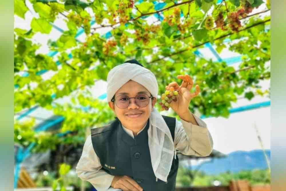 Muhammad menunjukkan buah anggur yang mula berbuah di Taman Anggur dan Strawberi Darul Zahraa di Kampung Dura, Hulu Terengganu.