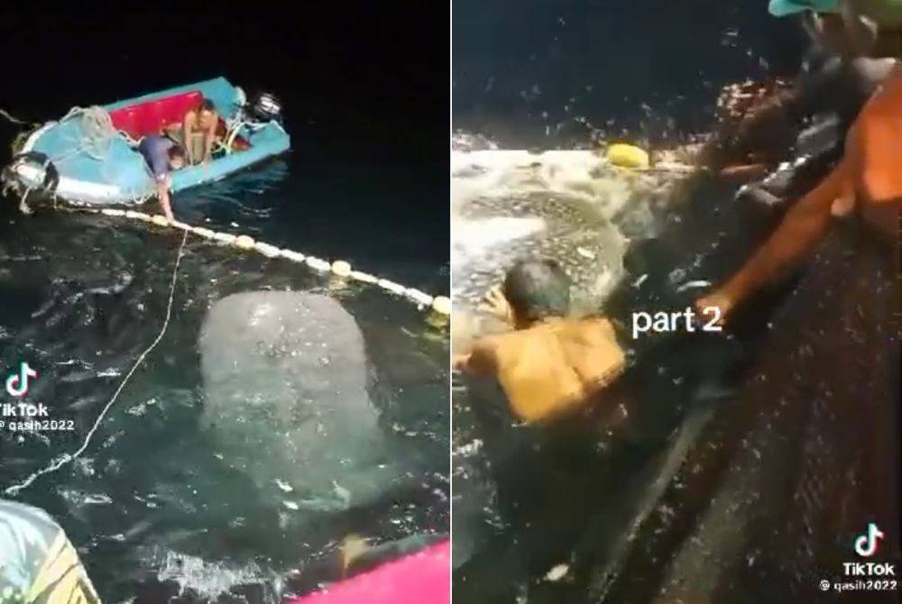 Tangkap layar video tular menunjukkan sekumpulan nelayan melepaskan ikan yu paus terperangkap dalam pukat di perairan Pulau Kapas. Foto TikTok