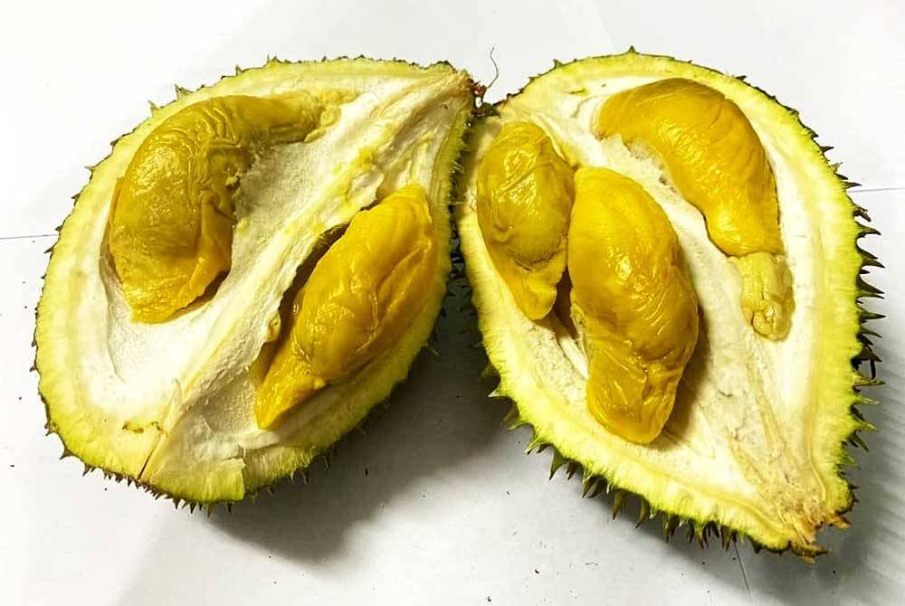 Bentuk buah &#039;naga umbang&#039; dan duri seakan durian udang merah dengan berat satu hingga 2.5(kg).