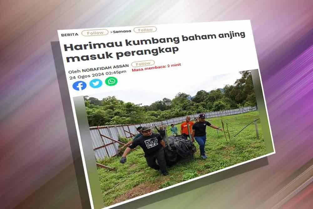 Perhilitan Negeri Sembilan merekodkan 17 tangkapan harimau kumbang setakat ini.