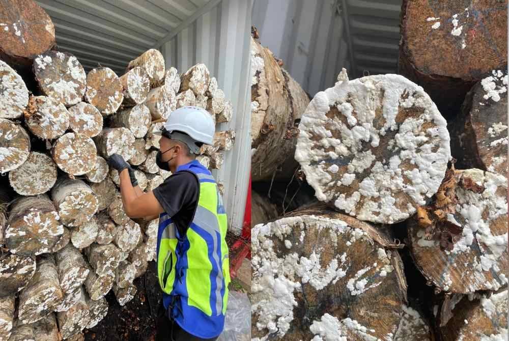 10 buah kontena yang membawa dagangan kayu diarah berpatah balik ke negara asal kerana terdapat kulat pada kayu berkenaan. Dagangan kayu itu ditahan dan tidak dibenarkan masuk ke negara ini selepas pemeriksaan rutin yang dilakukan menemui kulat jenis Trichoderma SP.