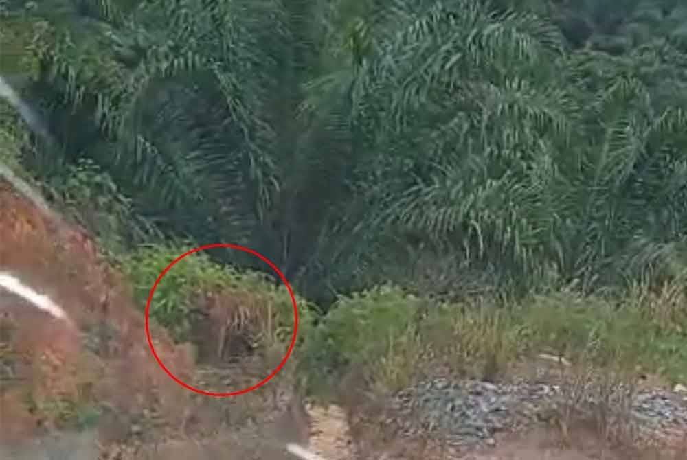 Tangkap layar video memaparkan kelibat harimau belang yang tular pada Selasa.