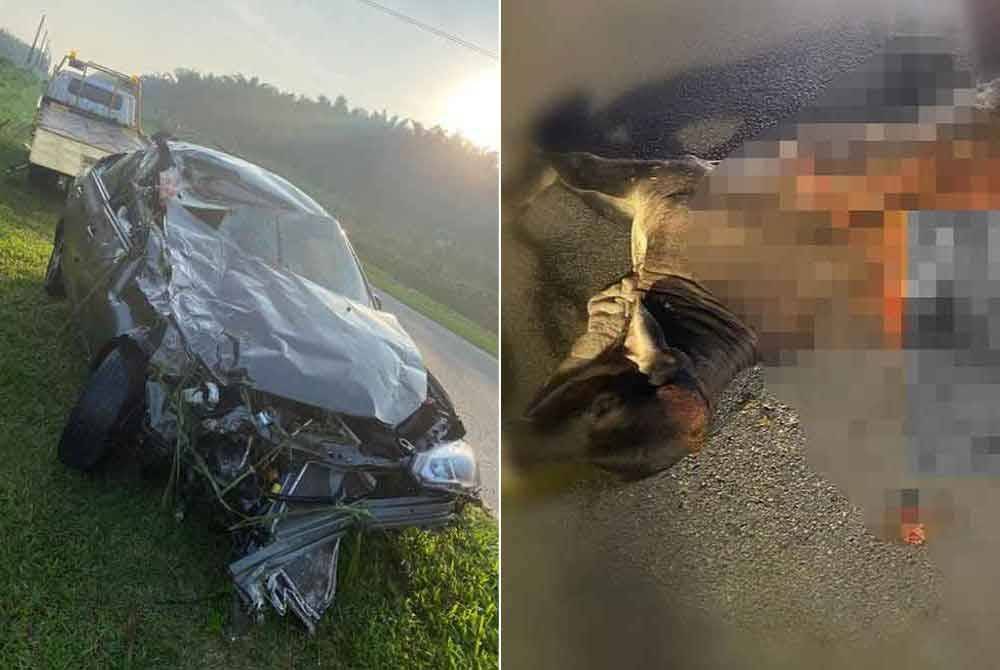 Keadaan kereta Proton Saga yang terbabit dalam kemalangan berkenaan. Gambar kanan: Keadaan lembu yang terbabit dalam kemalangan berkenaan. - Foto: IPD Kluang