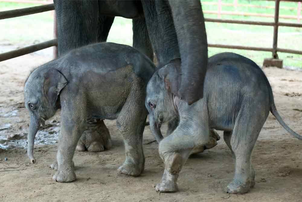 Anak gajah yang dilahirkan kembar di kem gajah Wingabaw di wilayah Bago, Myanmar pada 26 Ogos lalu. - Foto: Xinhua