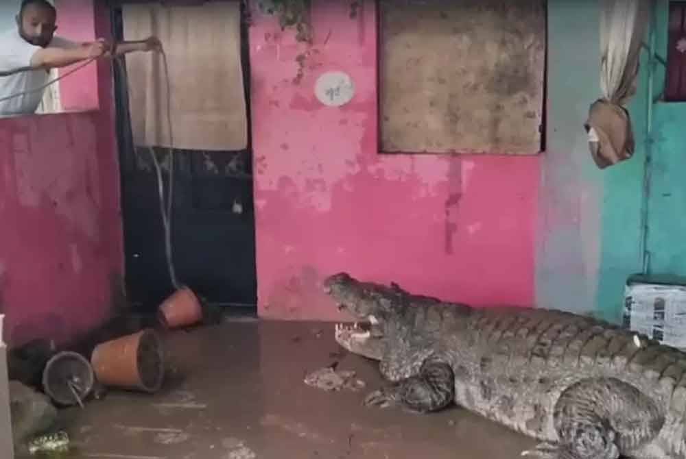 Seekor buaya memasuki perkarangan rumah penduduk di bandar Vadodara, India. - Agensi