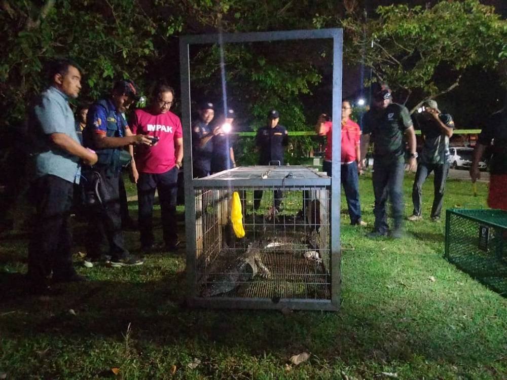 Buaya tembaga yang berjaya ditangkap selepas kira-kira 10 jam perangkap dipasang di Tasik Shah Alam Seksyen 7 dekat sini.