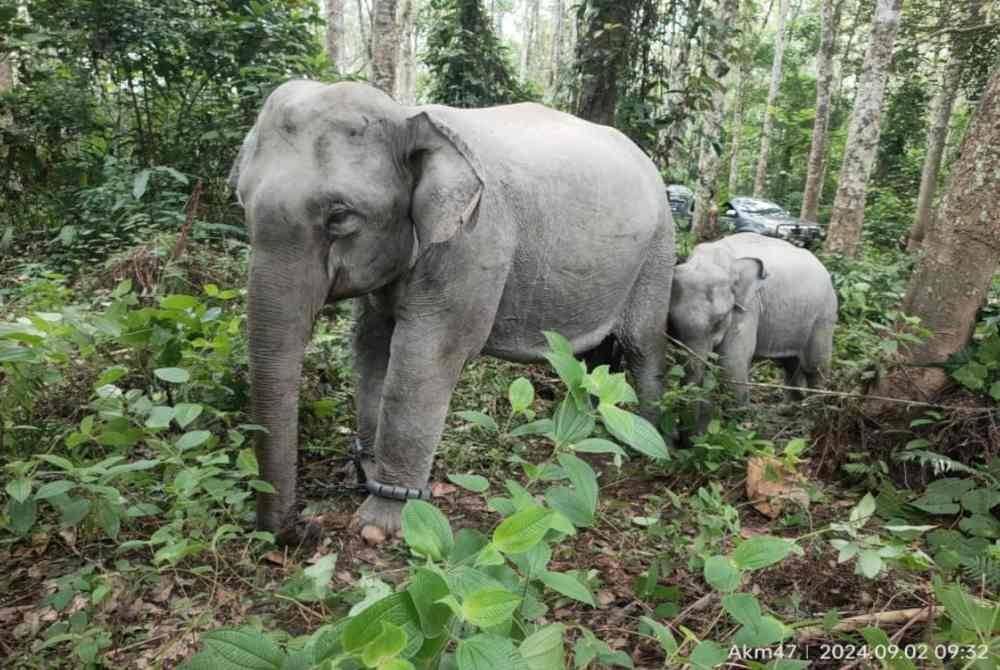 Anak gajah betina antara 10 ekor gajah liar yang berjaya ditangkap Perhilitan Perak di Gerik. Foto Perhilitan Perak