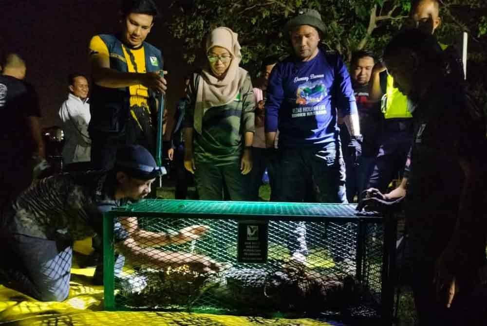 Buaya seberat 15 hingga 20 kilogram ini memasuki perangkap sekitar jam 10.20 malam pada Rabu