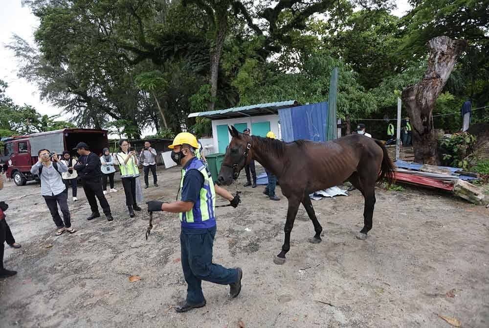 Kedua-dua ekor kuda dibawa ke Pusat Kawalan Vektor dan Veterinar, Bahagian Kesihatan Persekitaran MBPP untuk rawatan.