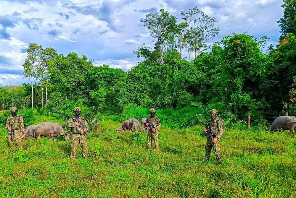 TDM berjaya mematahkan kegiatan penyeludupan haiwan ternakan dengan rampasan kerbau dan lembu pada Rabu. - Foto: TDM