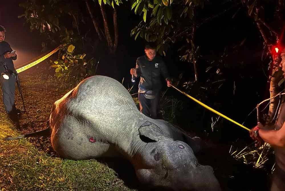 Seekor gajah jantan maut dilanggar lori treler di Jalan Sri Timur, Kampung Gajah, Kluang di sini, lewat malam Khamis.