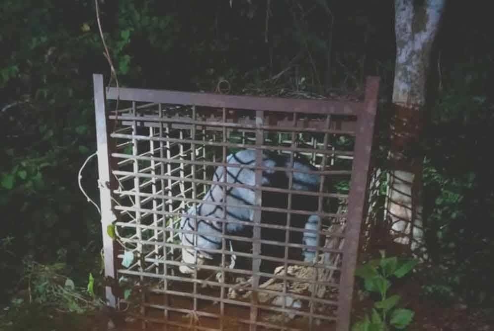 Beruang matahari jantan yang merosakkan tanaman penduduk di Kampung Sungai Pas, Kuala Krai berjaya ditangkap selepas masuk ke dalam perangkap yang dipasangan oleh Jabatan Perlindungan Hidupan Liar dan Taman Negara (Perhilitan) Kelantan pada Jumaat.