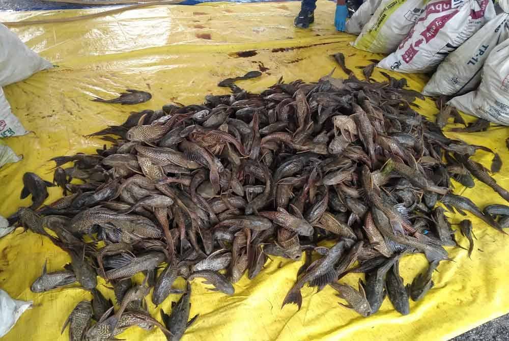 Ikan bandaraya antara ikan asing yang berjaya ditangkap sempena Program Memburu Ikan Asing di Dewan Terbuka Ngah Sagor, di sini pada Ahad.