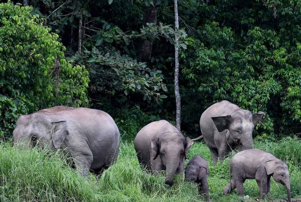 Seorang wanita hamil maut selepas diserang sekumpulan gajah liar di Pulau Sumatera, Indonesia. Gambar hiasan