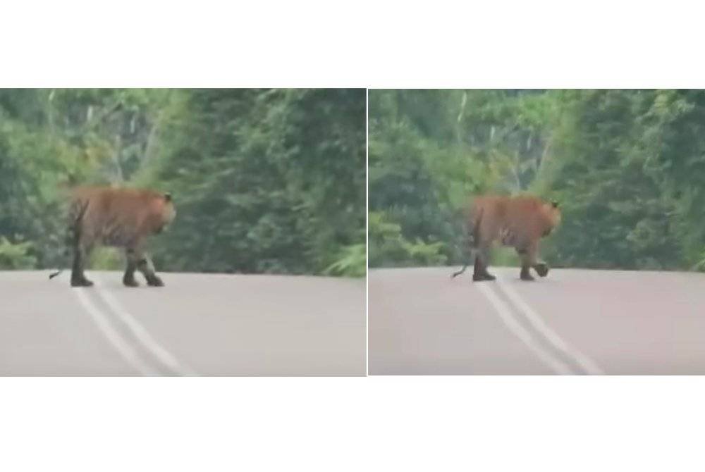 Tangkap layar yang menunjukkan seekor harimau belang atau pak belang muncul di jalan Jelawang-Gua Musang di Kuala Krai pada Selasa.