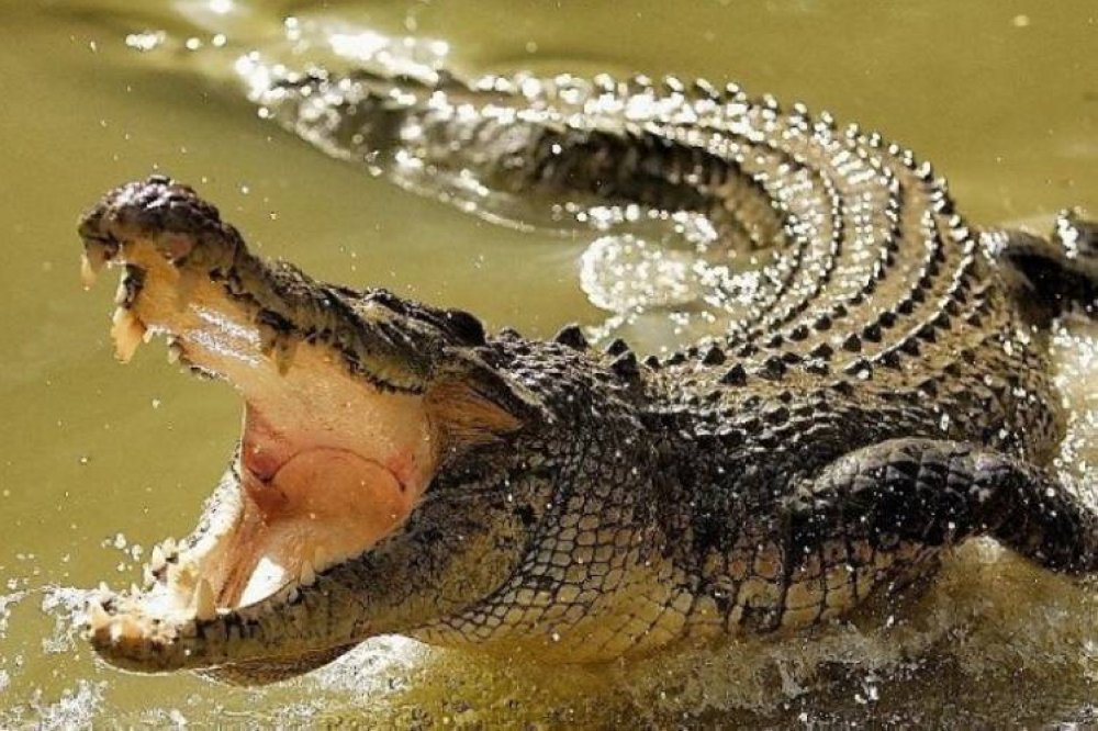 Seorang remaja lelaki hanya mampu melihat bapa saudaranya disambar buaya sebelum hilang dari pandangan ketika mereka mandi di sungai Kampung Baru Marudu Darat, Jalan Ranau-Ranau, di sini pada petang Rabu. Gambar hiasan 