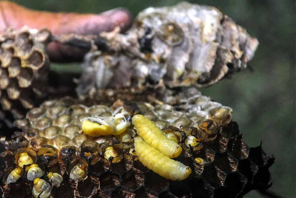 Anak tebuan yang menjadi makanan kegemaran kebanyakan masyarakat Siam. Foto Bernama