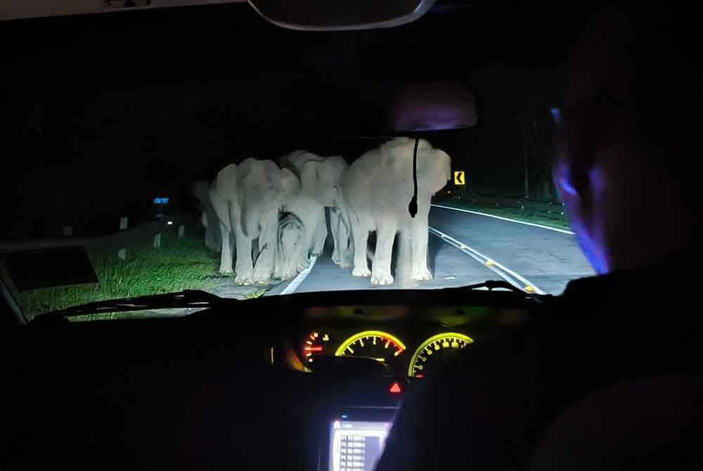 Gambar kawanan gajah yang sempat dirakam Mohamad Azzan selepas mereka terserempak secara tiba-tiba sewaktu melalui Jalan Raya Timur Barat (JRTB) berhampiran Pulau Banding, Gerik ketika dalam perjalanan ke Kota Bharu, Kelantan awal pagi Khamis.