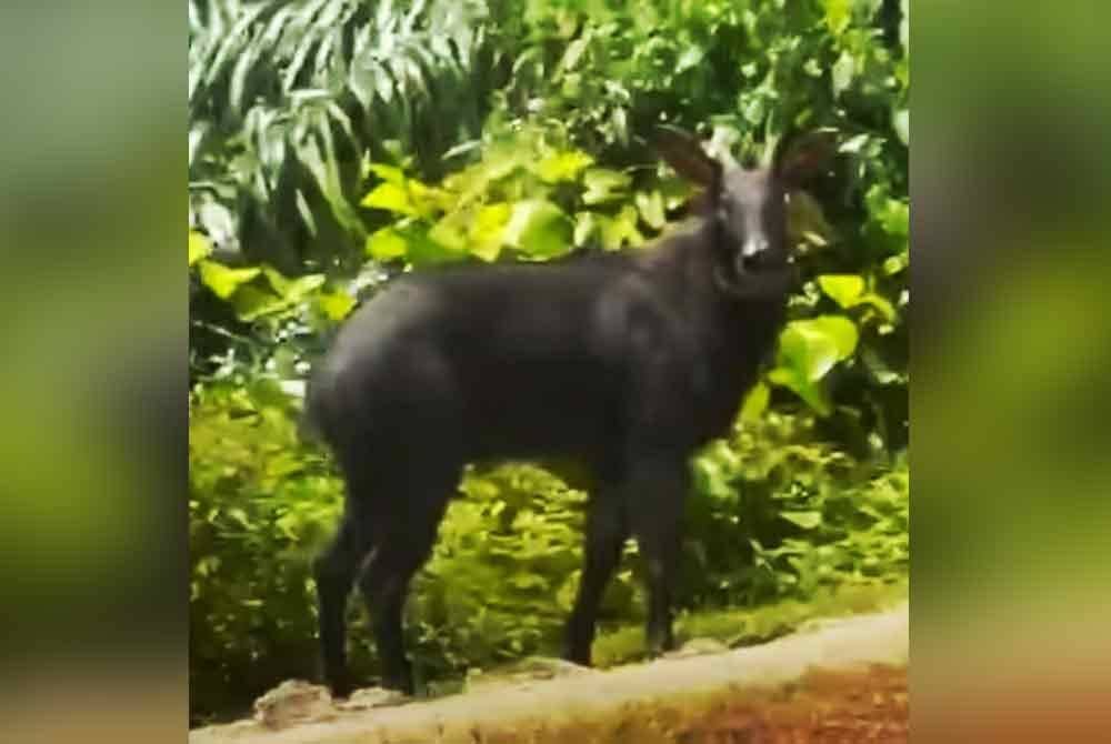 Seorang pengguna laluan di Gua Musang terkejut selepas melihat kemunculan seekor kambing gurun.