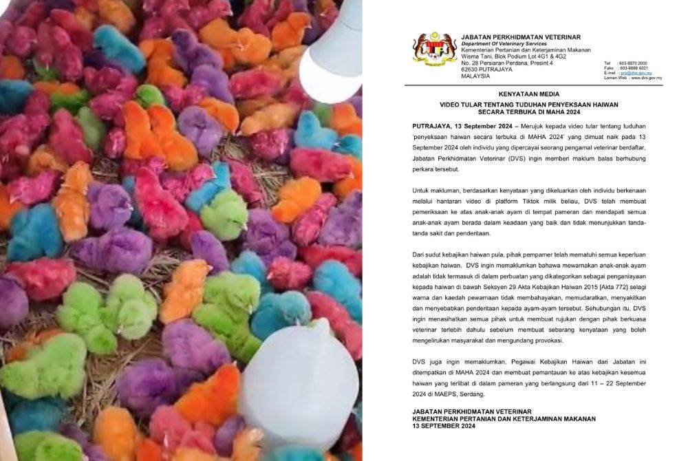 DVS memaklumkan mewarnakan anak ayam tidak termasuk dalam perbuatan yang dikategorikan sebagai penganiayaan kepada haiwan di bawah Akta 772 selagi warna dan kaedah pewarnaan tidak membahayakan, memudaratkan, menyakitkan serta menyebabkan penderitaan kepada ayam tersebut.