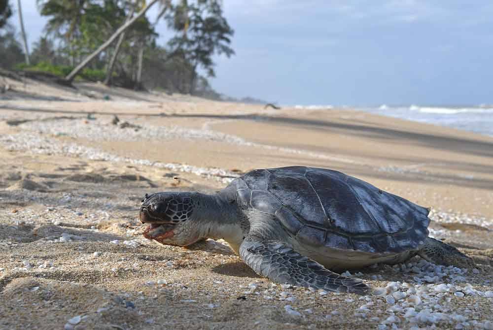 Seekor anak penyu agar ditemukan mati dipercayai akibat termakan plastik di Pantai Pulau Kerengga dekat Marang, Terengganu.