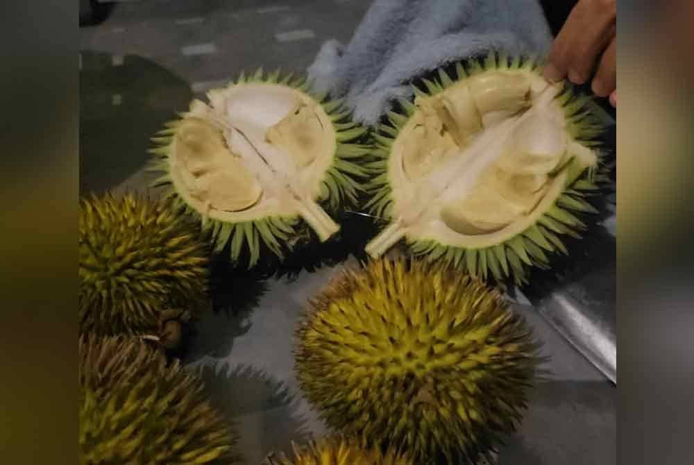 Isi durian sukang berwarna kekuning-kuningan dijual di Tamu Tenom.