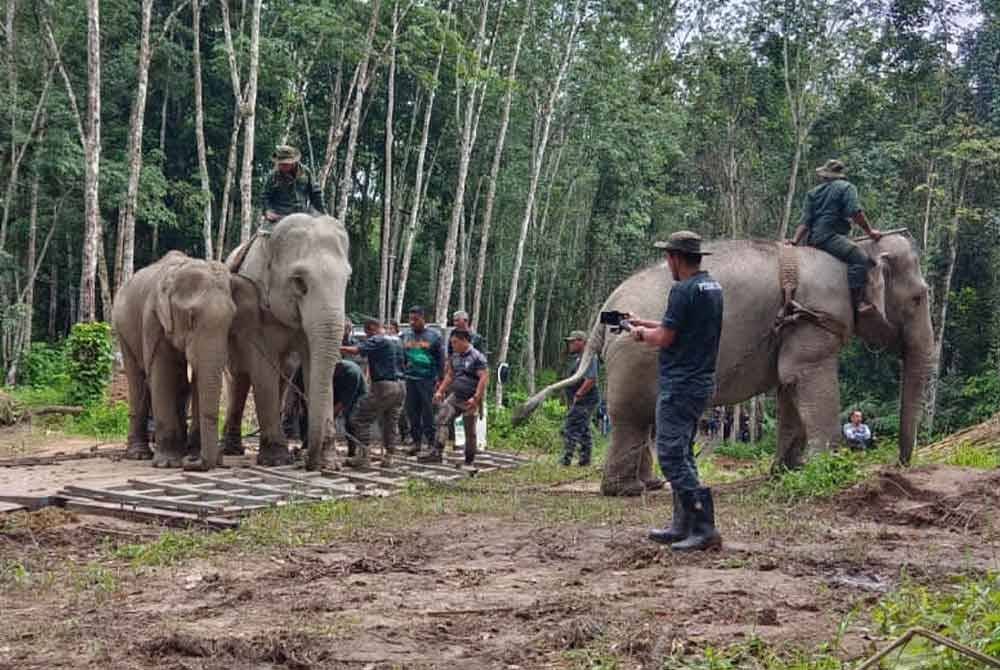 Khidmat Abot dan Rambai digunakan untuk memujuk gajah liar sebelum dipindahkan ke habitat asal.