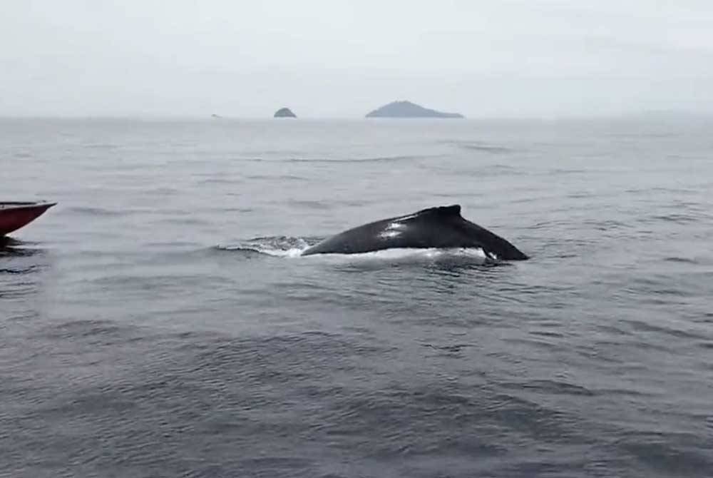 Tangkap layar penampakan mamalia marin dari spesies Humpback whale atau paus bongkok di perairan Pulau Redang pada Sabtu lepas.