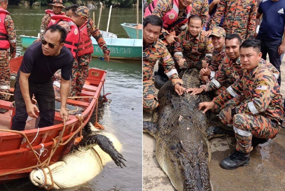 Buaya yang berjaya ditangkap selepas termakan umpan yang dipasang di lokasi berhampiran mangsa disambar buaya di sungai Kampung Marudu Darat, Kota Marudu.