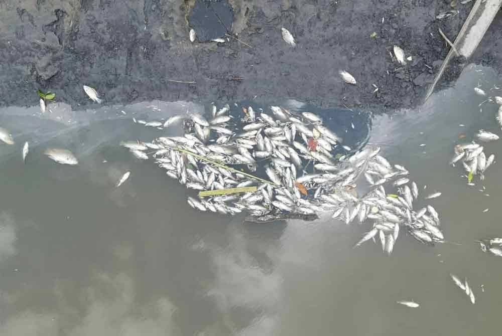 Bangkai ikan ditemui terapung di permukaan di Sungai Rinting, petang Isnin. Foto media sosial