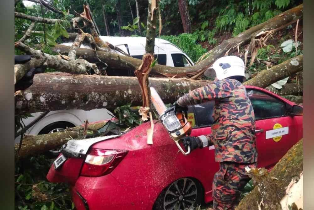 Pasukan bomba memotong dan mengalihkan pokok tumbang menggunakan peralatan gergaji berantai. Foto Bomba Pahang.