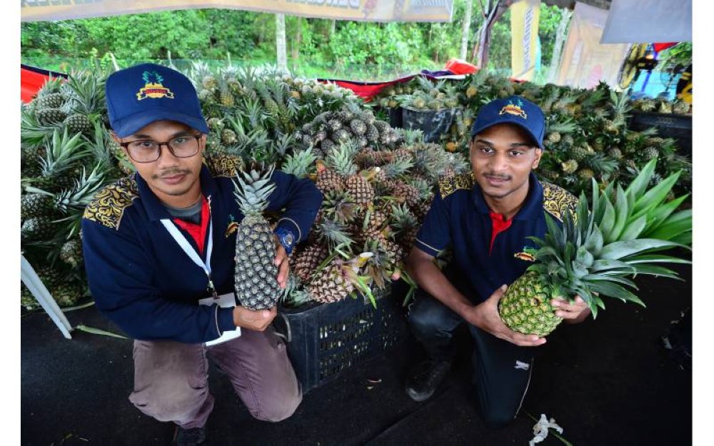 MD2, Yankee dan Moris antara varian nanas yang dijual di Laman Agro Nanas.