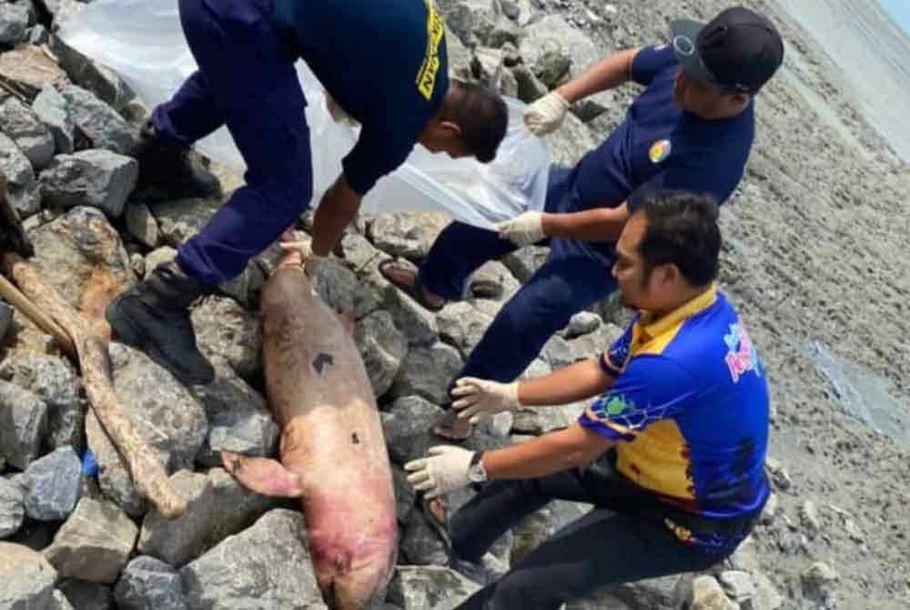 Seekor lagi ikan lumba-lumba ditemukan mati di persisiran Pantai Kurong Tengar di Kuala Perlis dekat sini awal pagi tadi.