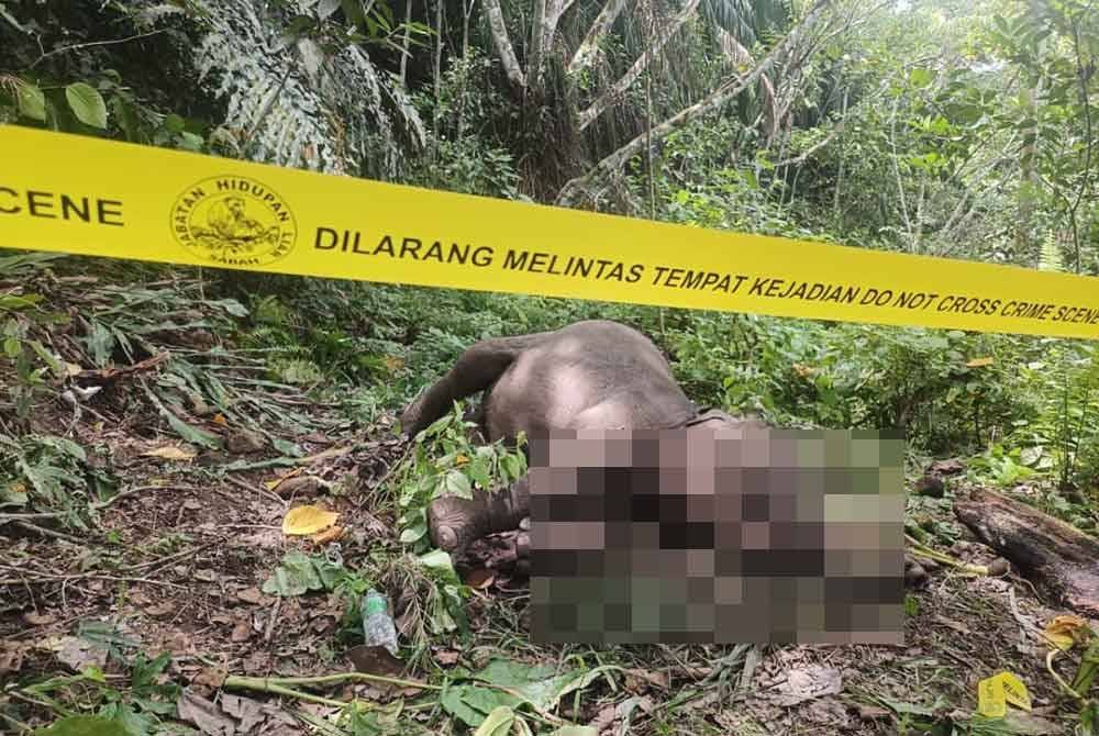 Seekor gajah Pygmy Borneo ditemui mati dipercayai jatuh dari gaung dengan ketinggian 30 meter di Lahad Datu.