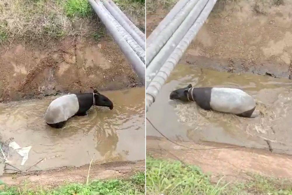 Penduduk di Kampung Kubang Bakong gempar apabila seekor tapir ditemui terjatuh ke dalam parit air pada Sabtu.